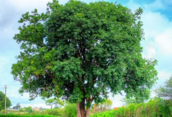 شجرة النيم وفوائدها صفاقس عاصمة الجنوب
